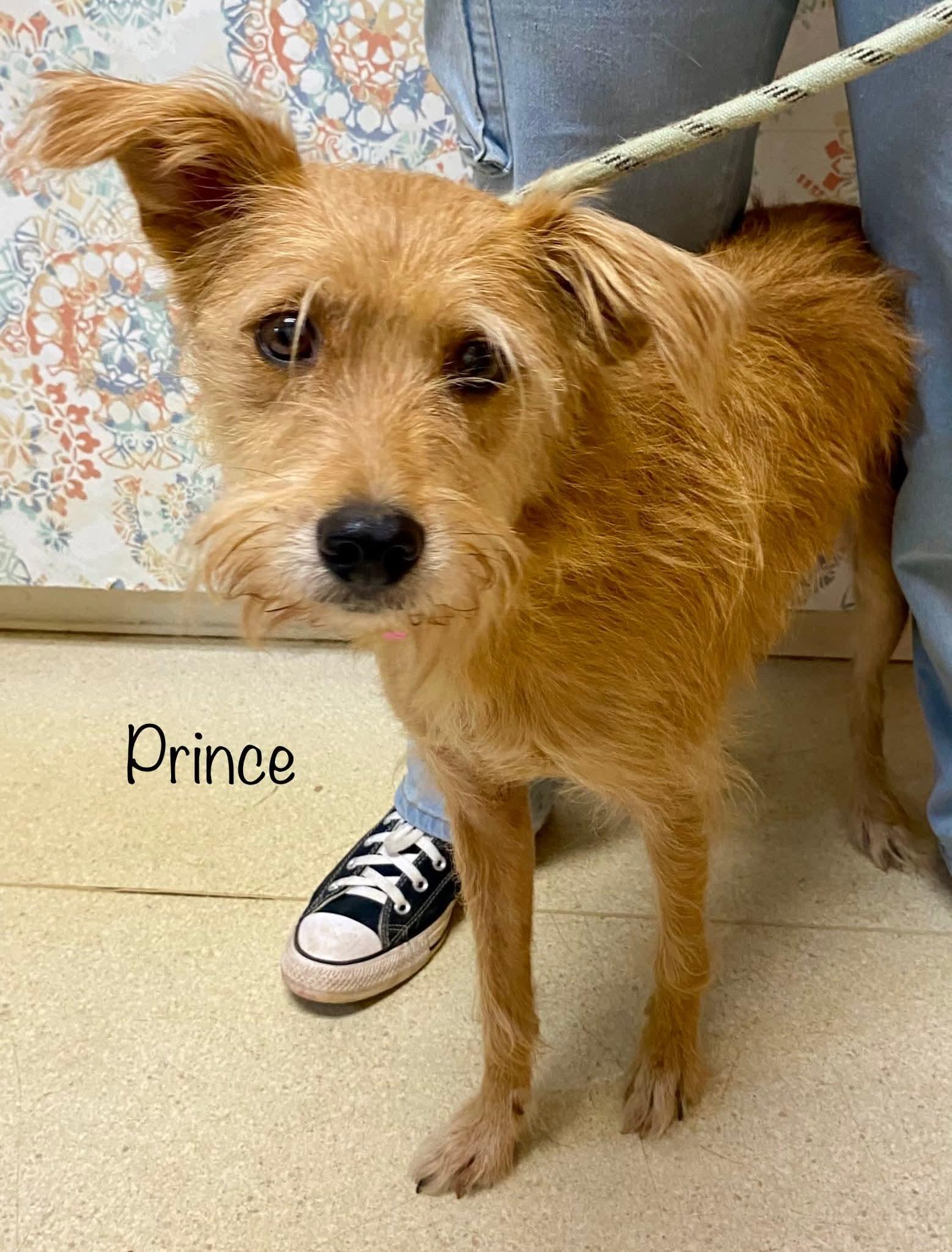 Enlarge Prince, a Adopted mixed breed in Amherst, VA image 1/1