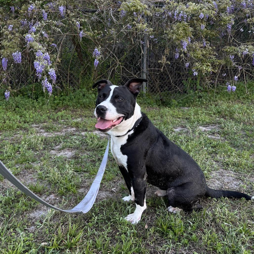 Slate, a Adoptable Mixed Breed in Jacksonville, FL image 2/6