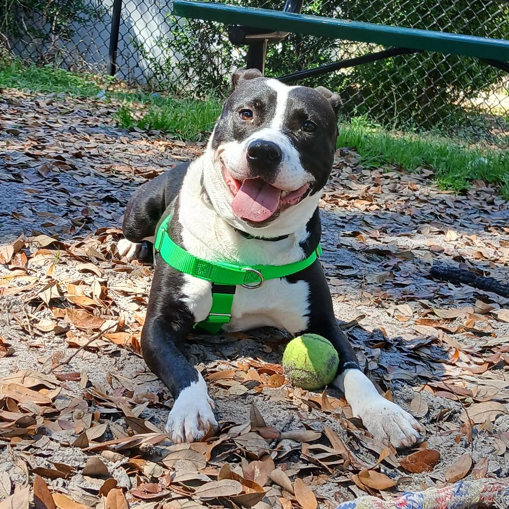 Slate, a Adoptable Mixed Breed in Jacksonville, FL image 4/6