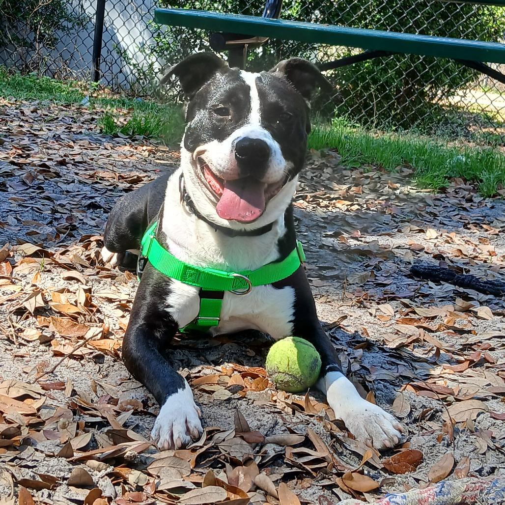 Slate, a Adoptable Mixed Breed in Jacksonville, FL image 5/6