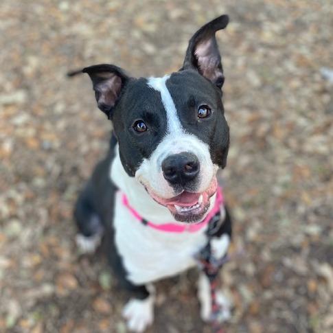 Slate, a Adoptable Mixed Breed in Jacksonville, FL image 6/6