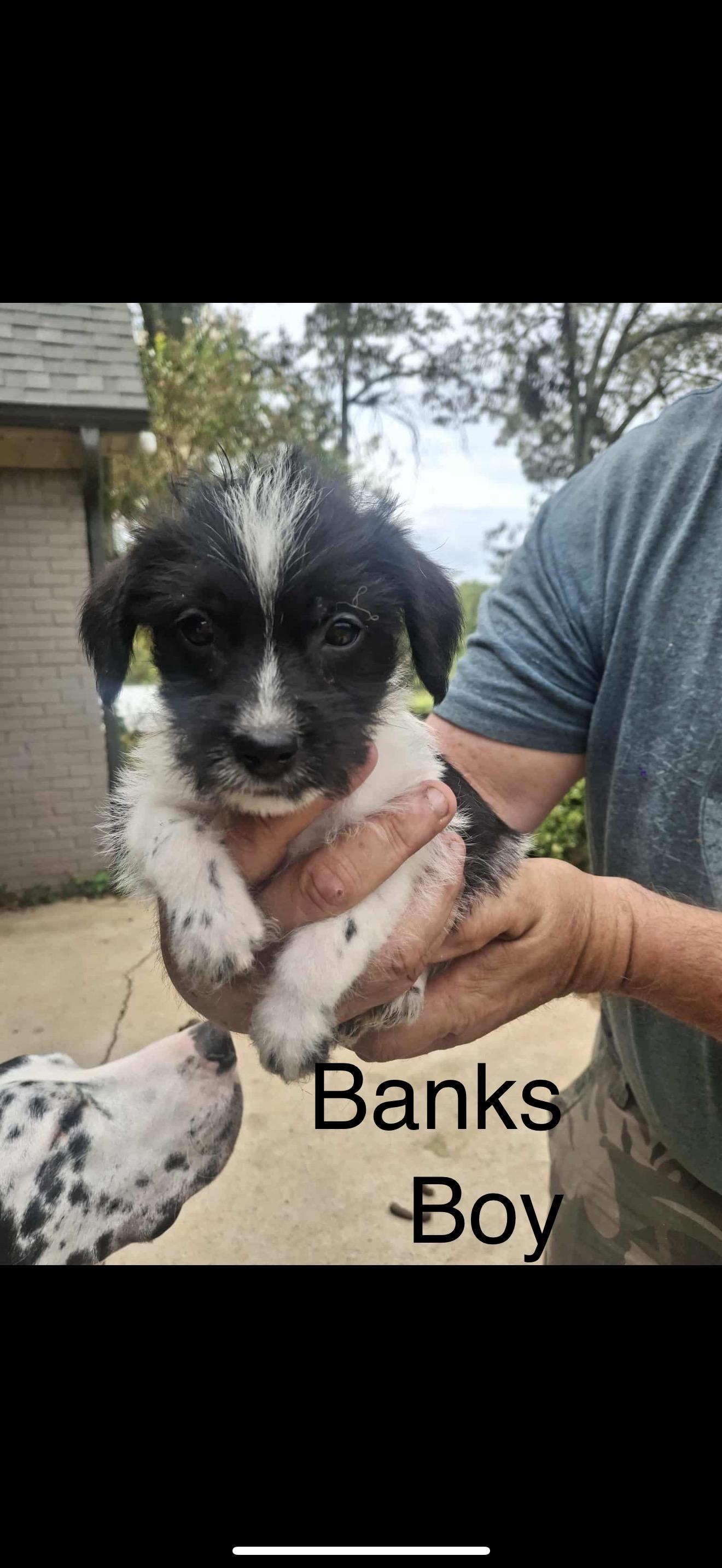 Banks
