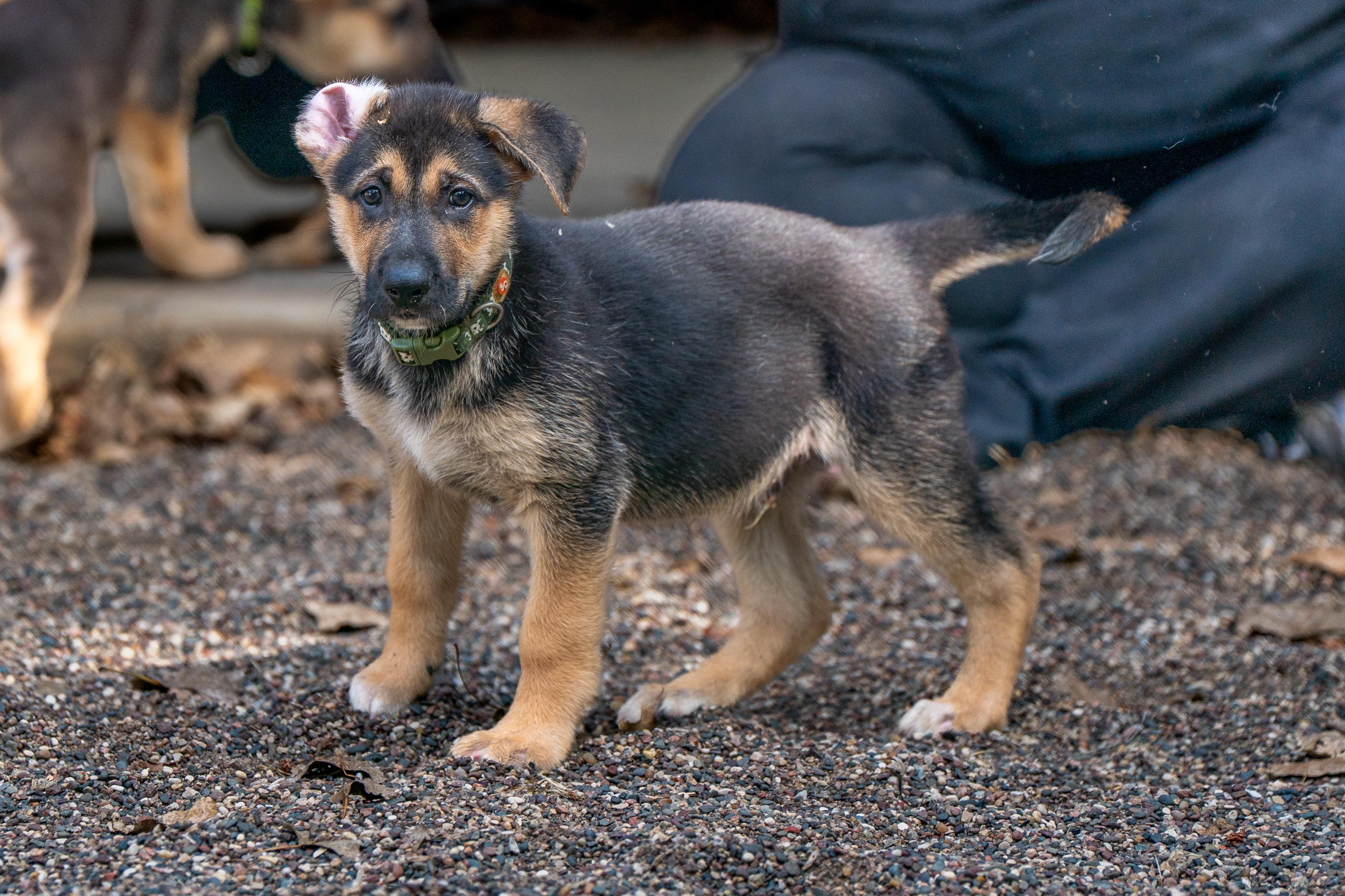 Enlarge Joe, a Adoption Pending German Shepherd Dog in Red Wing, MN image 2/3