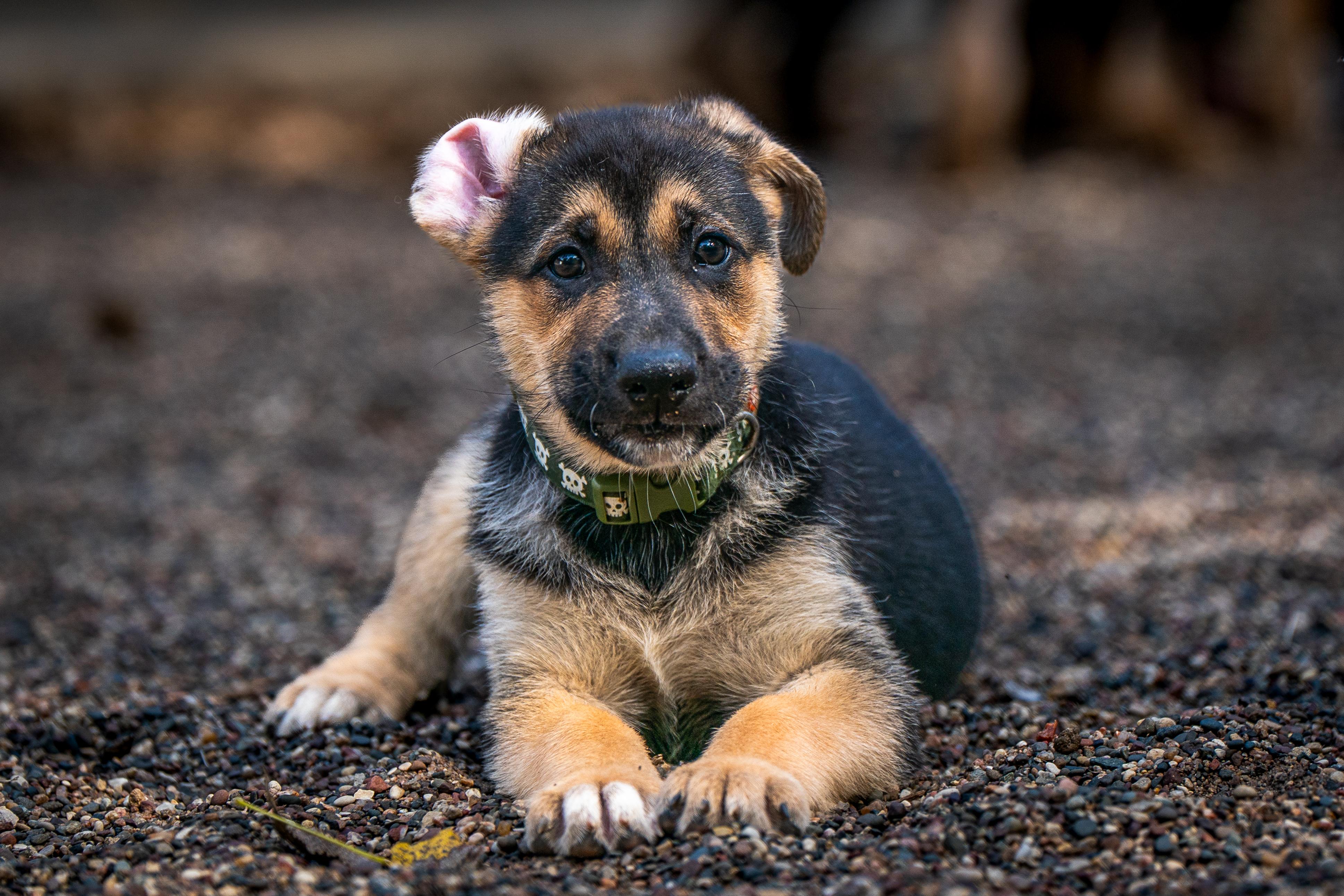 Enlarge Joe, a Adoption Pending German Shepherd Dog in Red Wing, MN image 3/3