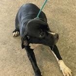 Siscy 60058698, ADOPTABLE, Young Female Mixed Breed & American Staffordshire Terrier.