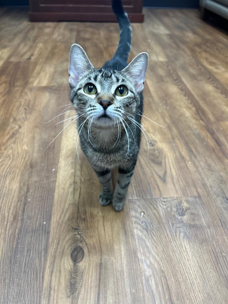 Stella, Adoptable, Kitten Female Domestic Short Hair.