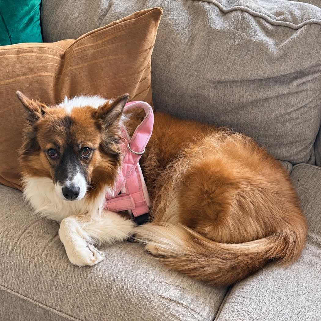 Enlarge Kitsu, a Adoptable mixed breed in Olathe, KS image 1/6