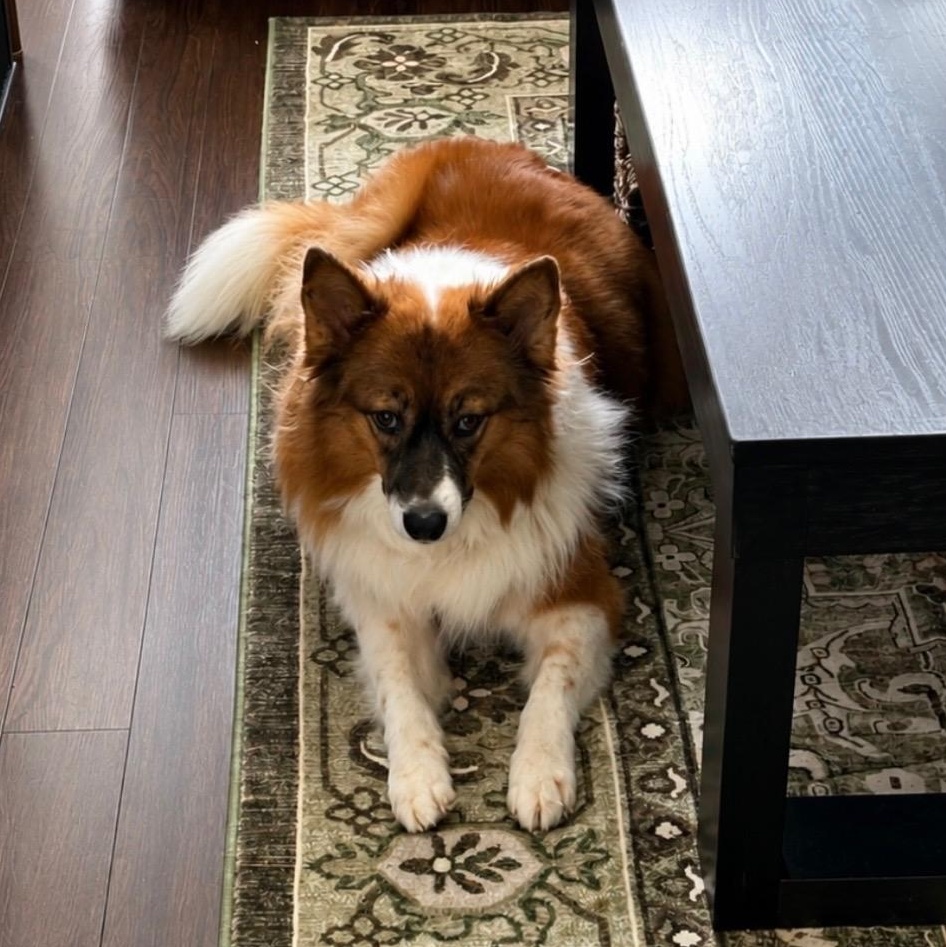 Enlarge Kitsu, a Adoptable mixed breed in Olathe, KS image 2/6