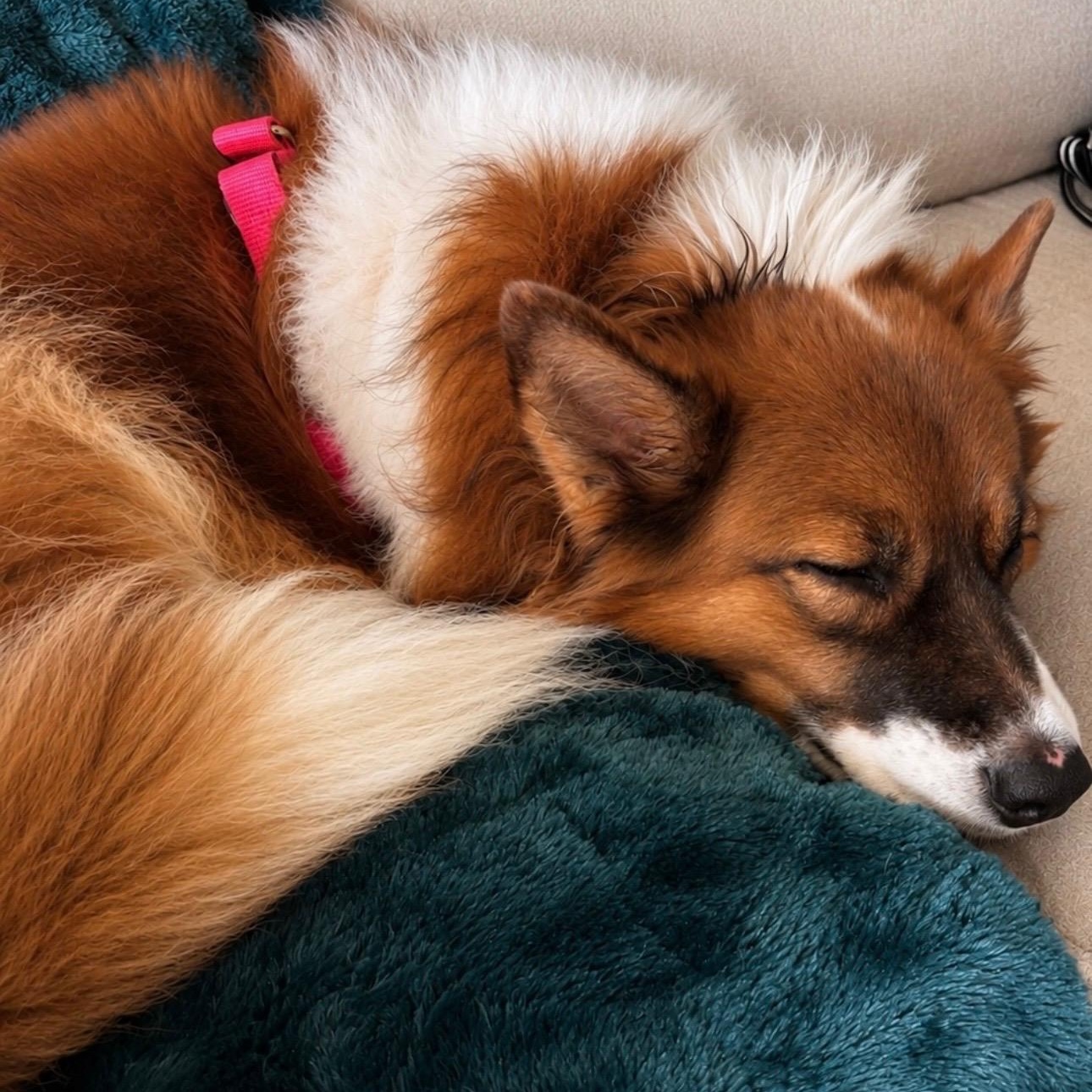 Enlarge Kitsu, a Adoptable mixed breed in Olathe, KS image 3/6