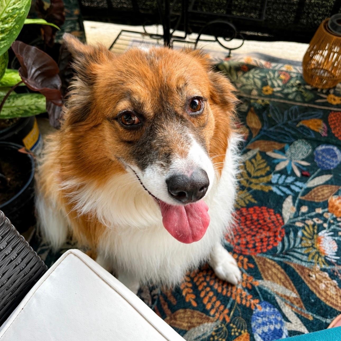 Enlarge Kitsu, a Adoptable mixed breed in Olathe, KS image 5/6