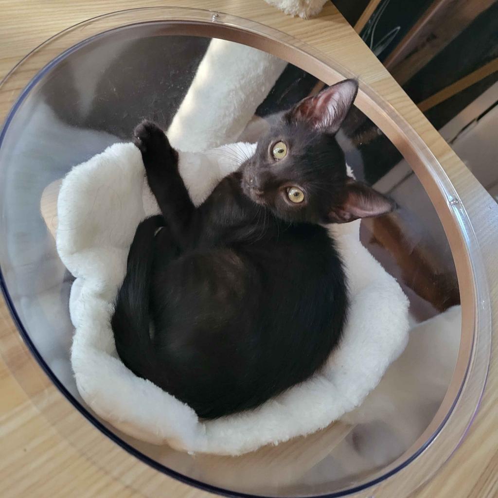 SLICE, Adoptable, Adult Male Domestic Short Hair.