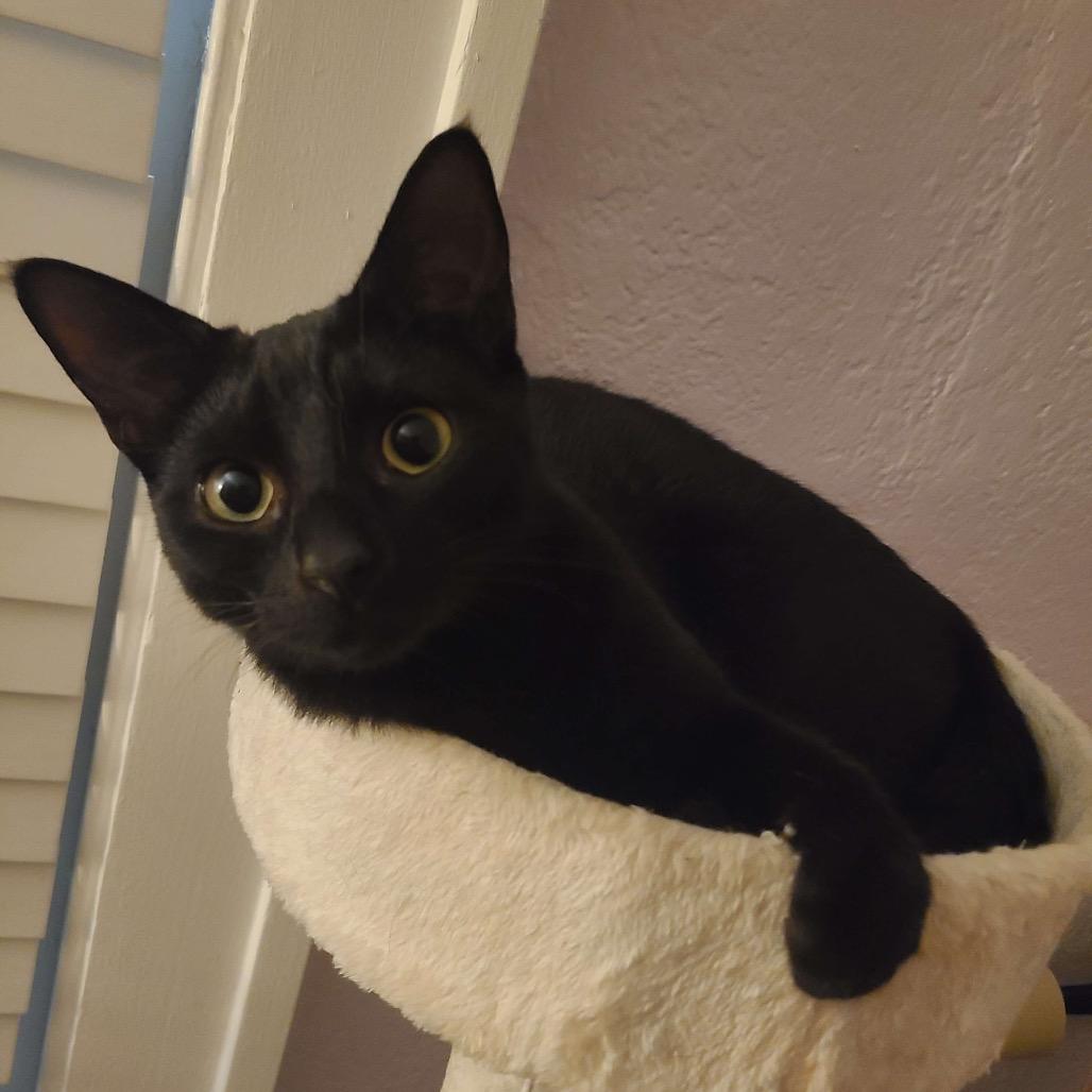 Enlarge SLICE, a Adoptable Domestic Short Hair in San Antonio, TX image 3/6