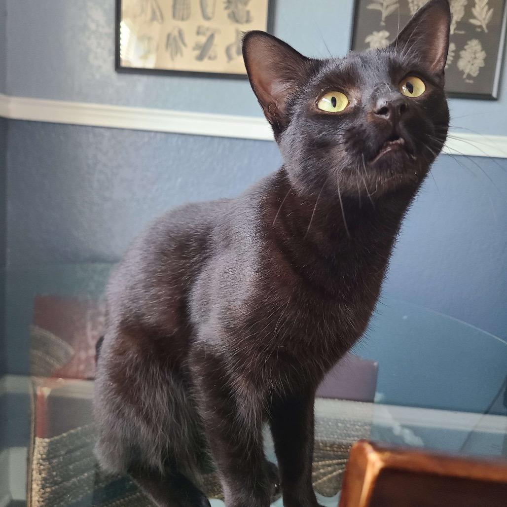 Enlarge SLICE, a Adoptable Domestic Short Hair in San Antonio, TX image 4/6