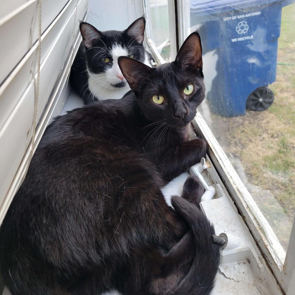 Enlarge SLICE, a Adoptable Domestic Short Hair in San Antonio, TX image 5/6