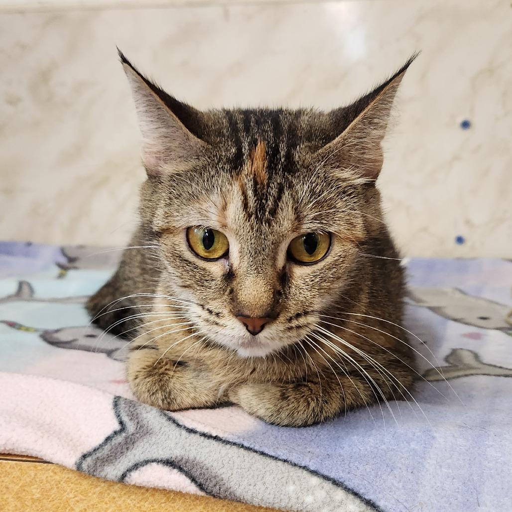 Momma Mia, Adoptable, Young Female Domestic Short Hair.