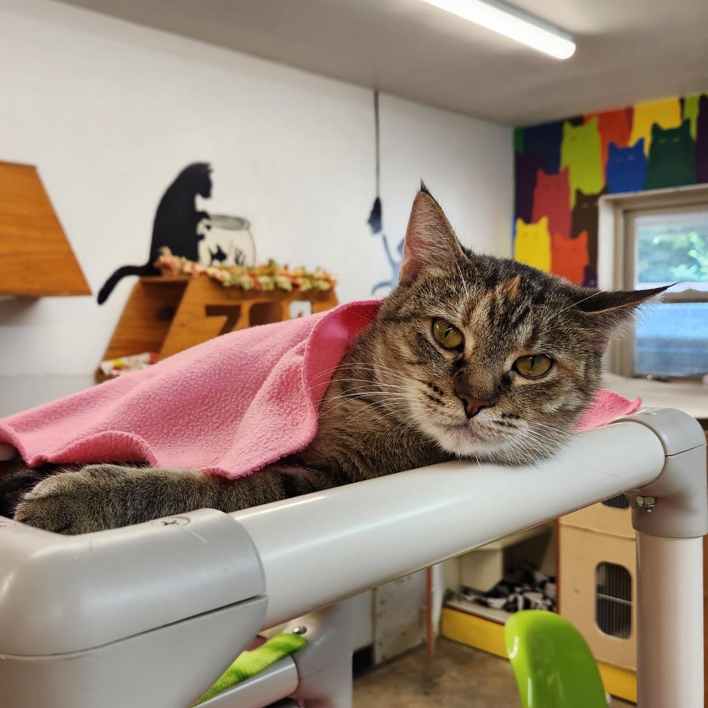 Momma Mia, a Adoptable Domestic Short Hair in Delaware, OH image 2/6