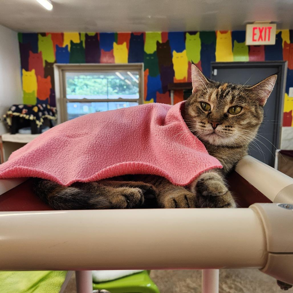 Momma Mia, a Adoptable Domestic Short Hair in Delaware, OH image 3/6
