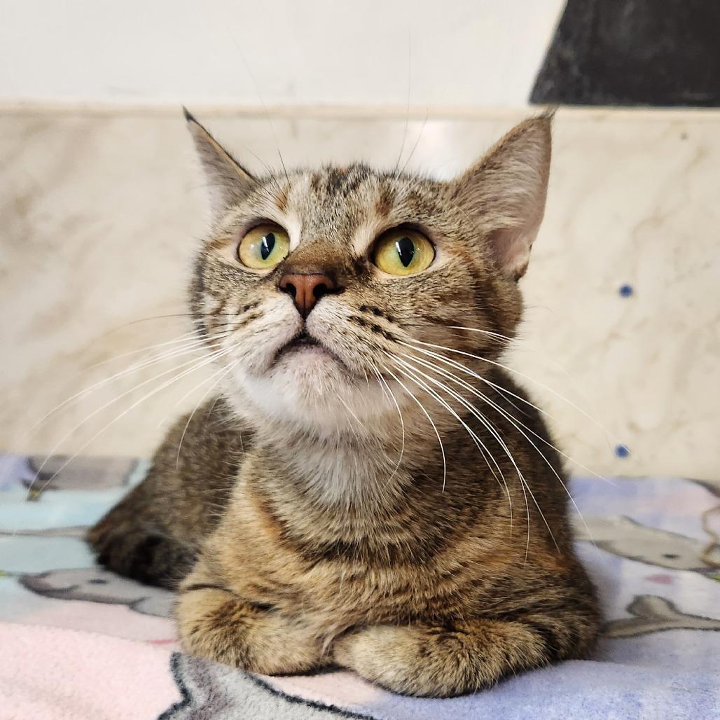 Momma Mia, a Adoptable Domestic Short Hair in Delaware, OH image 4/6