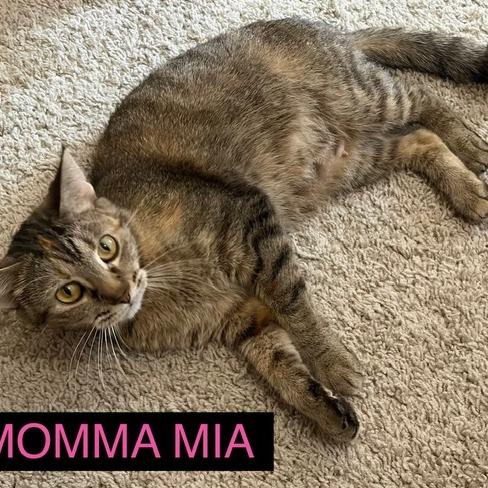 Momma Mia, a Adoptable Domestic Short Hair in Delaware, OH image 5/6