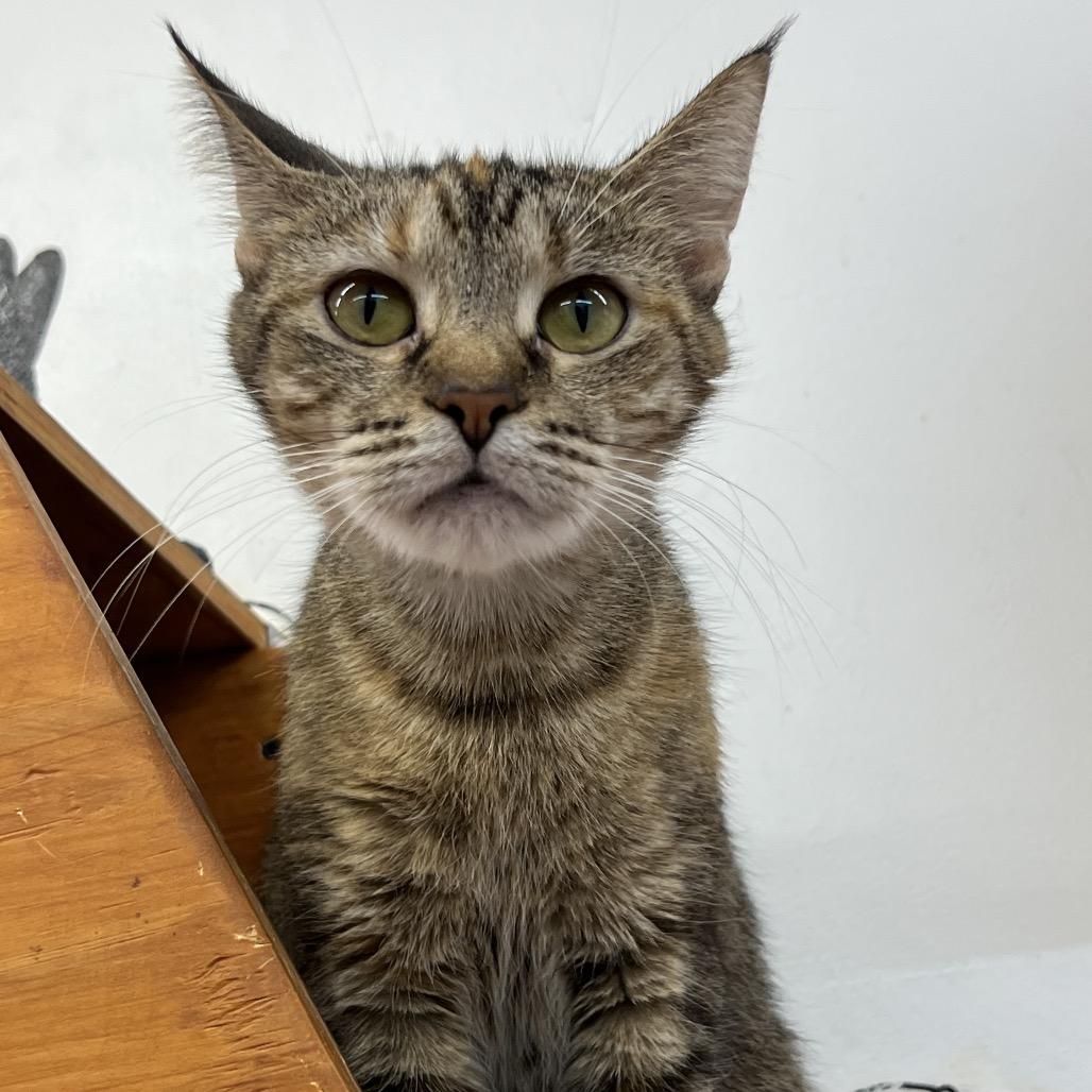 Momma Mia, a Adoptable Domestic Short Hair in Delaware, OH image 6/6