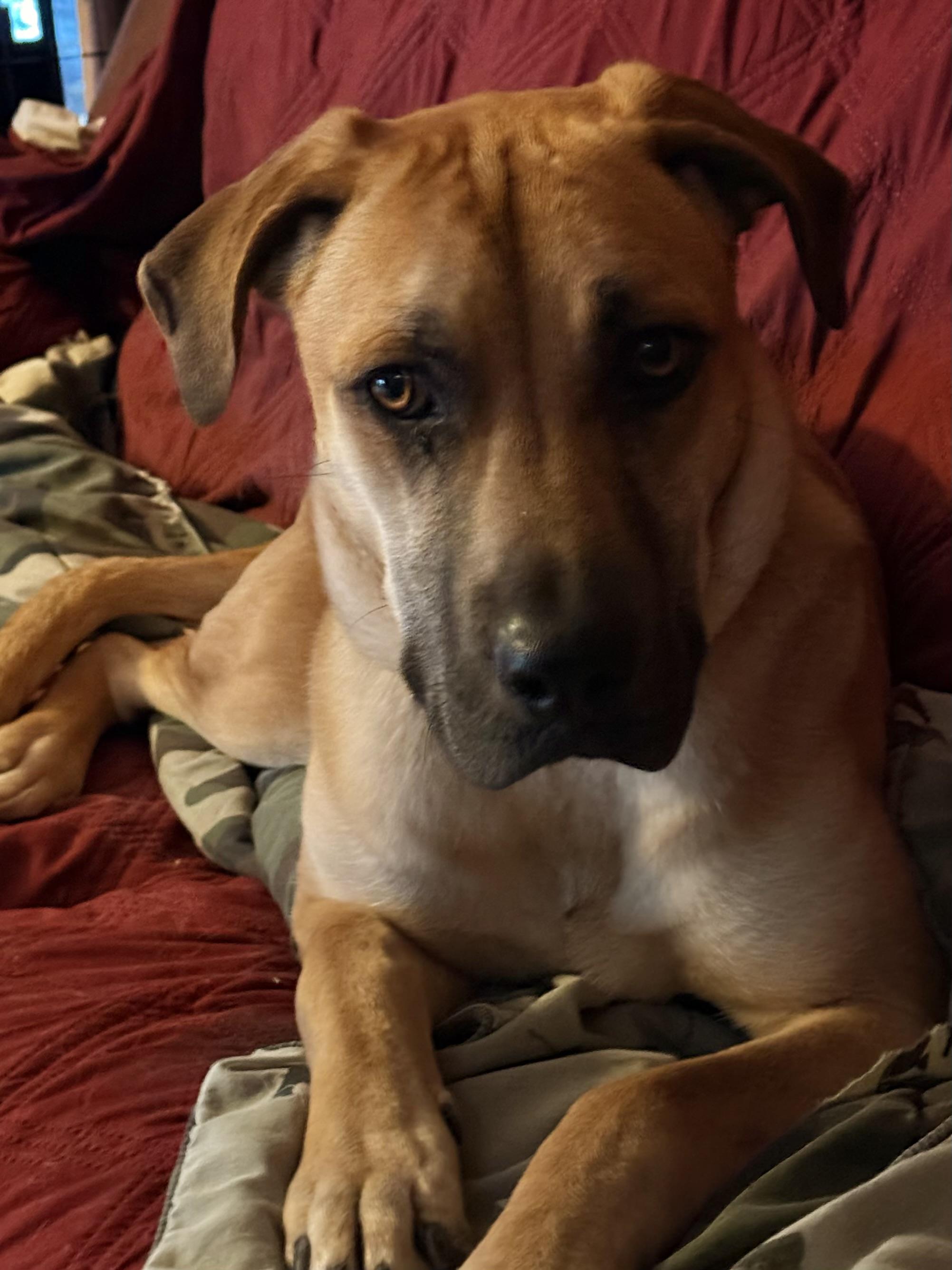 Pammi, Adoptable, Young Female Black Mouth Cur & Mixed Breed.