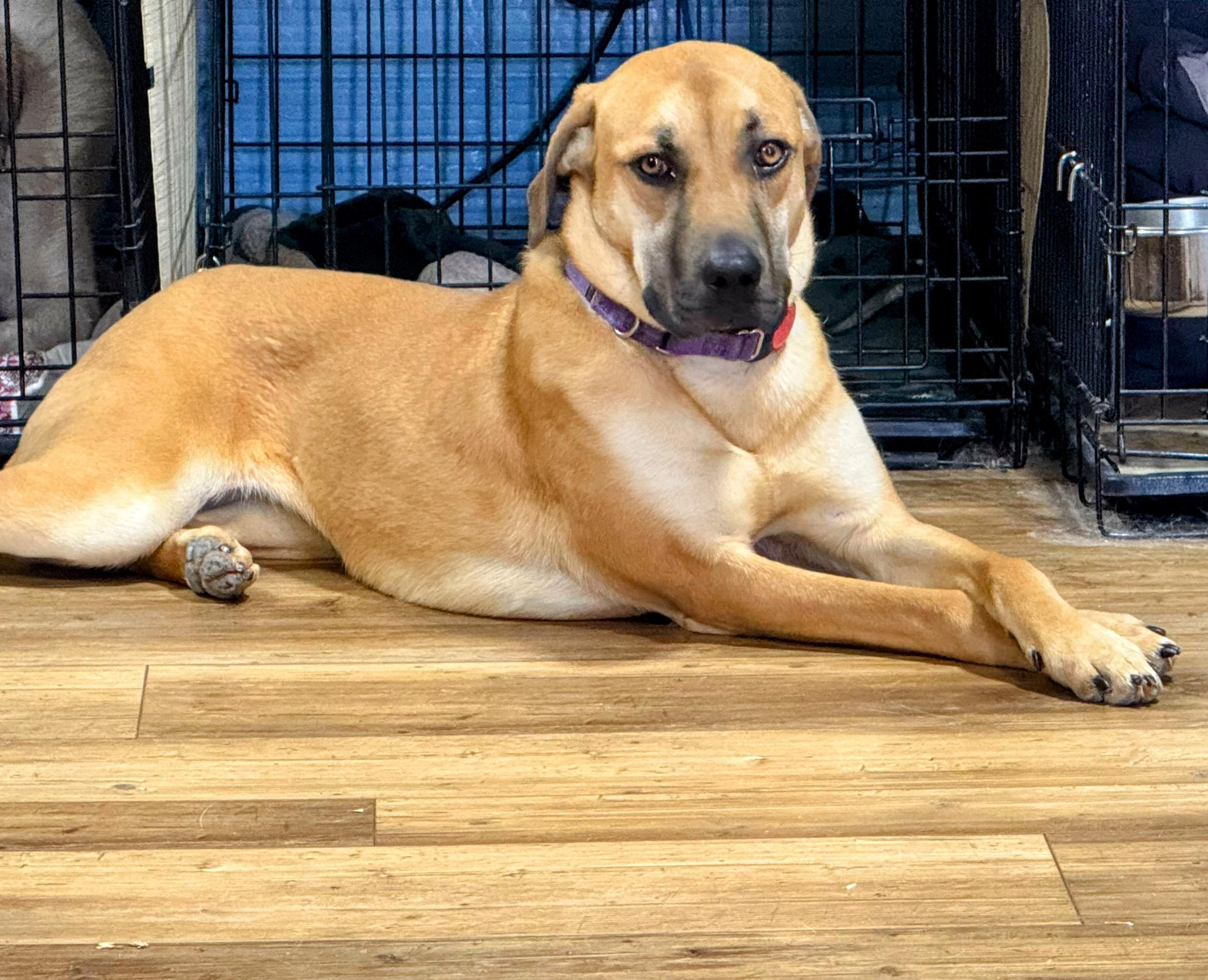 Pammi, a Adoptable mixed breed in Windsor, CO image 2/6