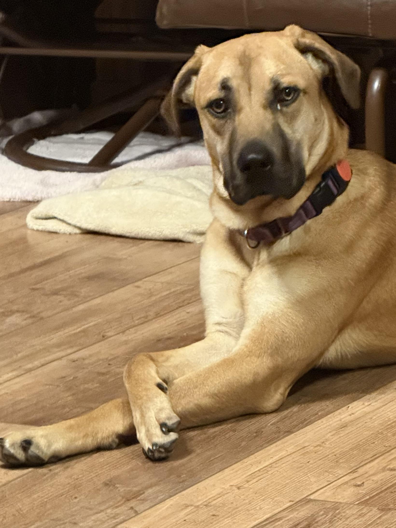 Pammi, a Adoptable mixed breed in Windsor, CO image 3/6