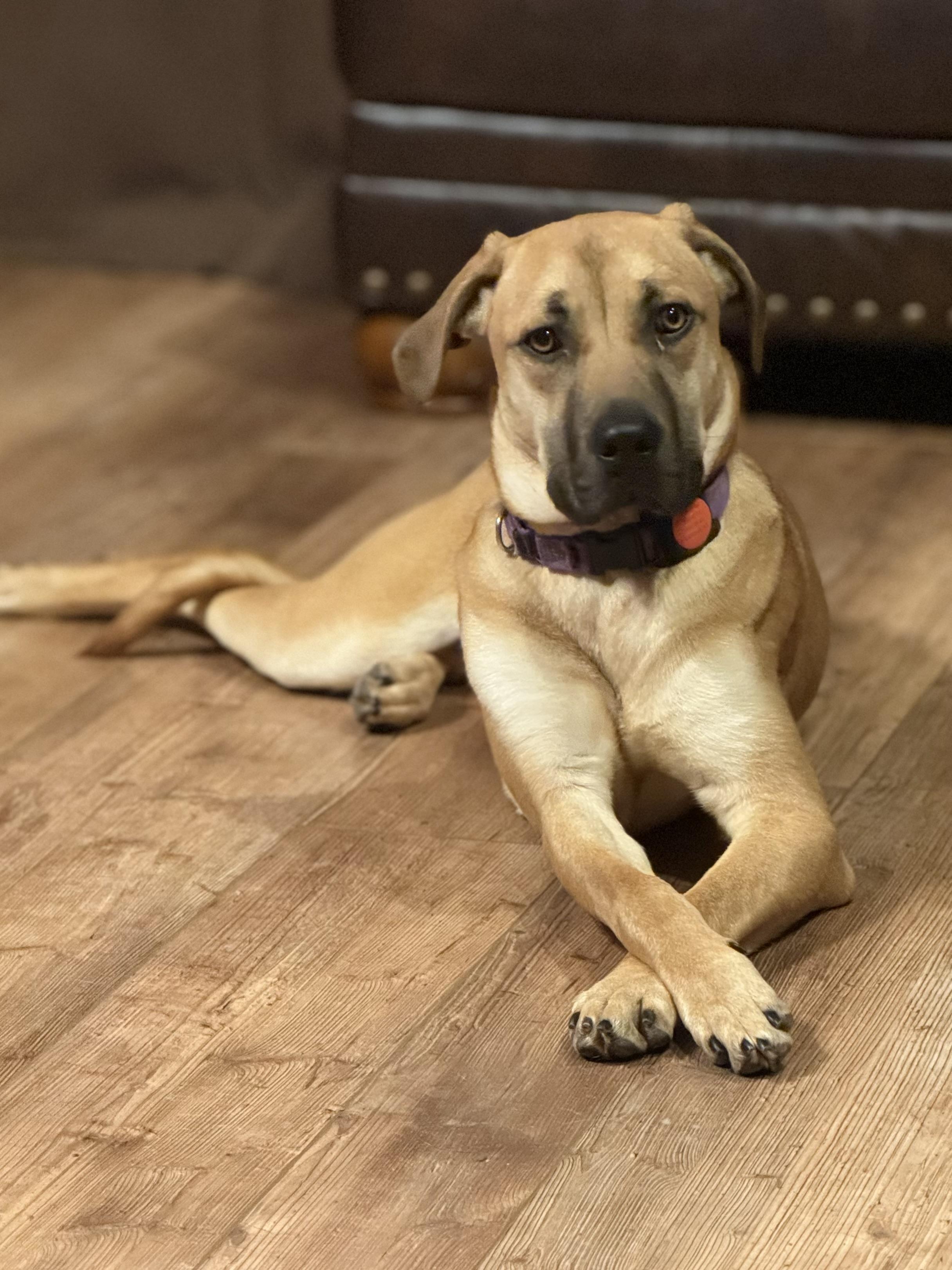Pammi, a Adoptable mixed breed in Windsor, CO image 4/6