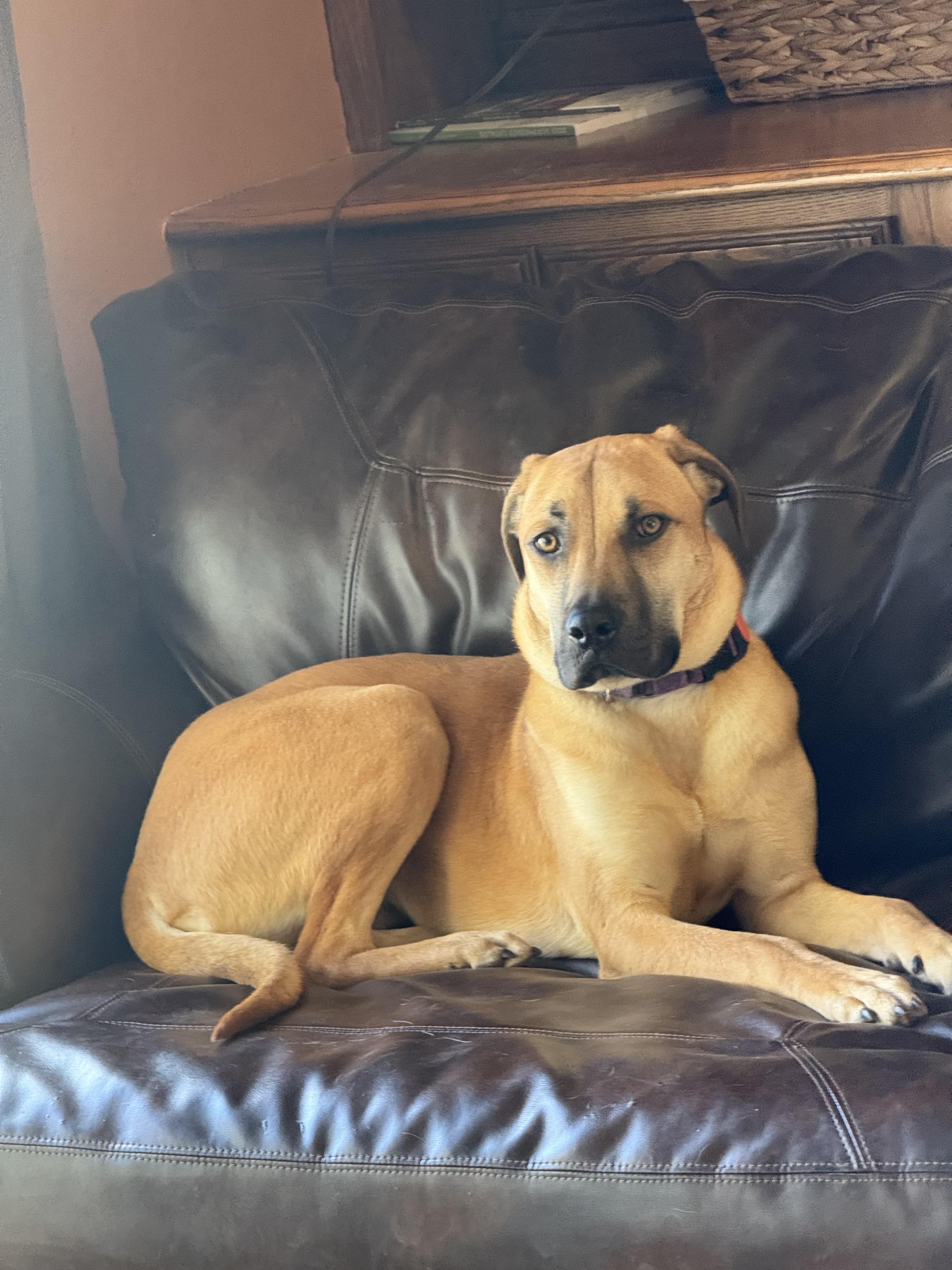 Pammi, a Adoptable mixed breed in Windsor, CO image 5/6