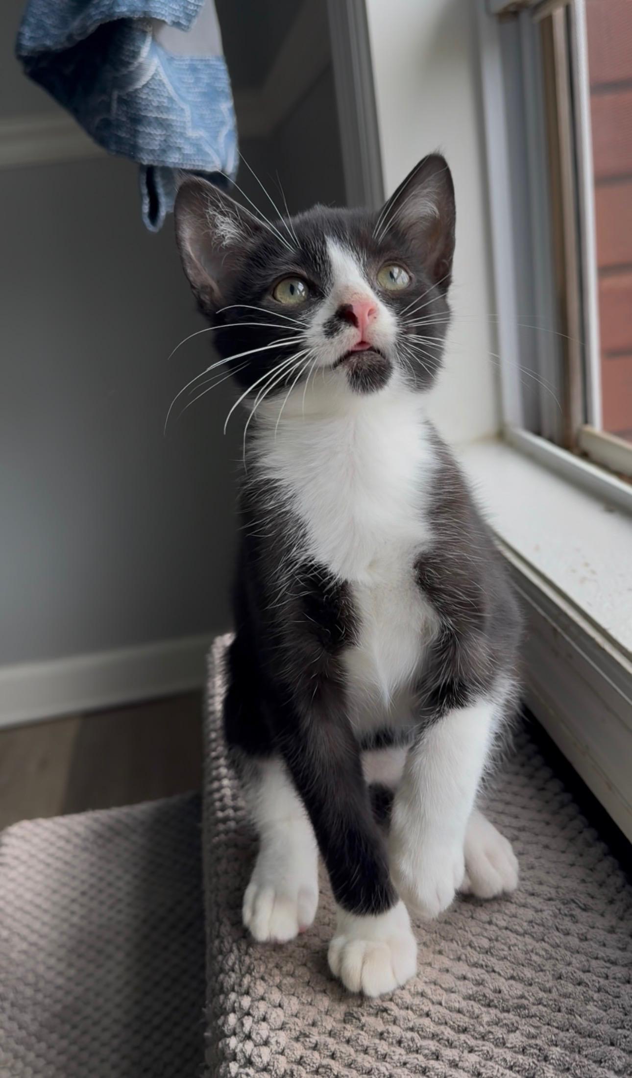 Jw Lincoln thumbnail 2