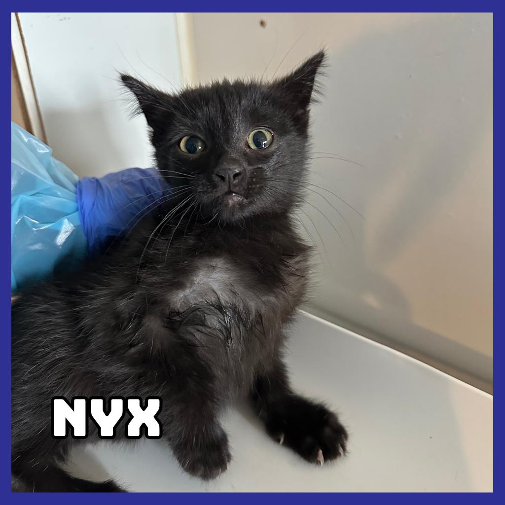 Enlarge Nyx, a Adoptable Domestic Short Hair in Glenwood, MN image 1/1
