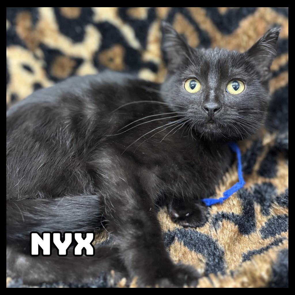 Nyx, Adoptable, Kitten Female Domestic Short Hair.