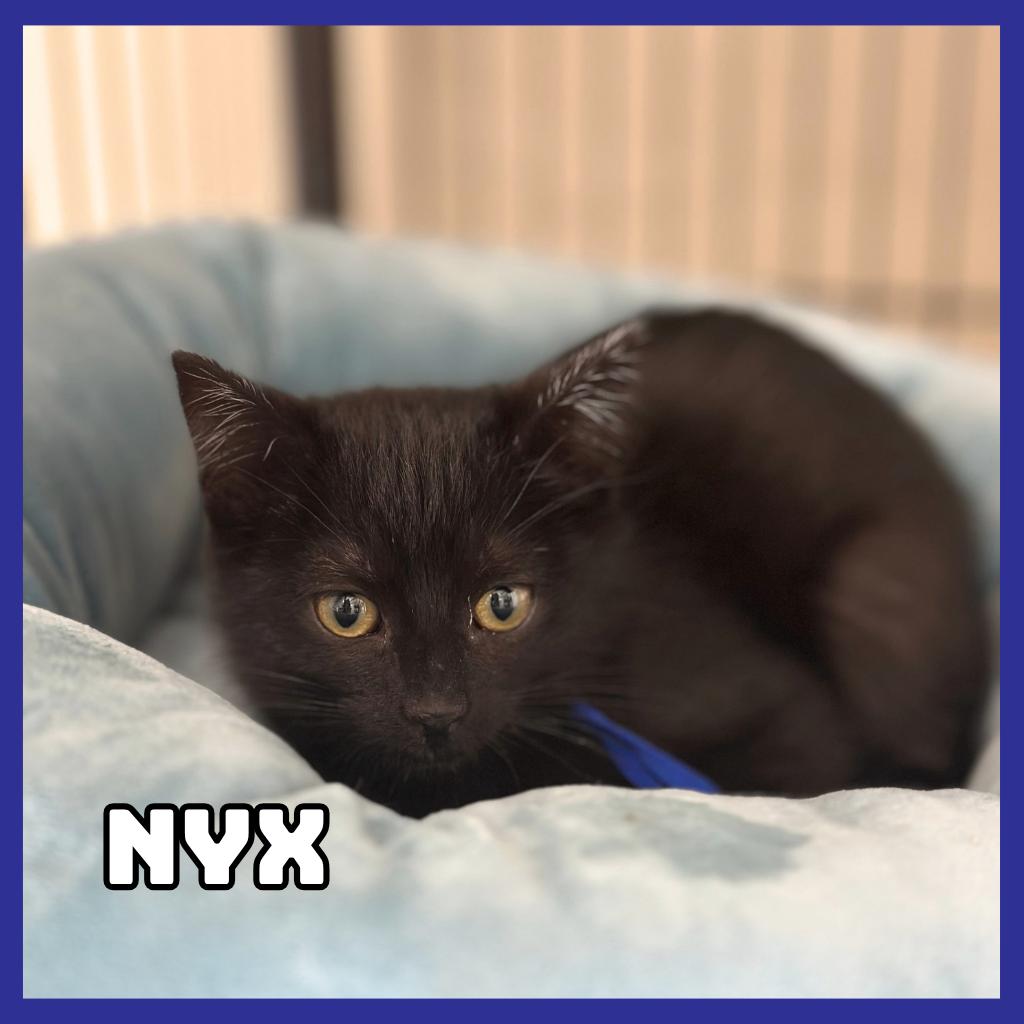 Nyx, Adoptable, Kitten Female Domestic Short Hair.