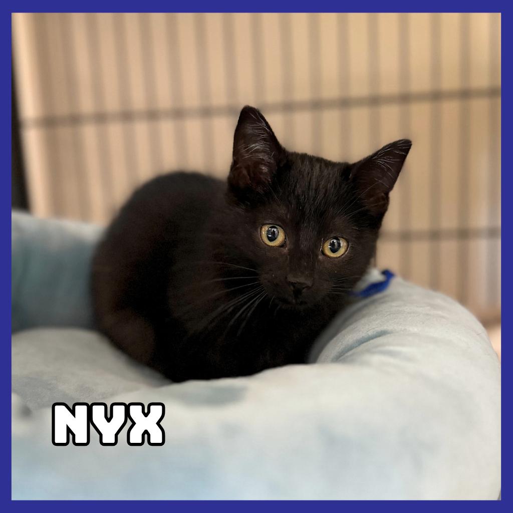 Nyx, a Adoptable Domestic Short Hair in Glenwood, MN image 2/2