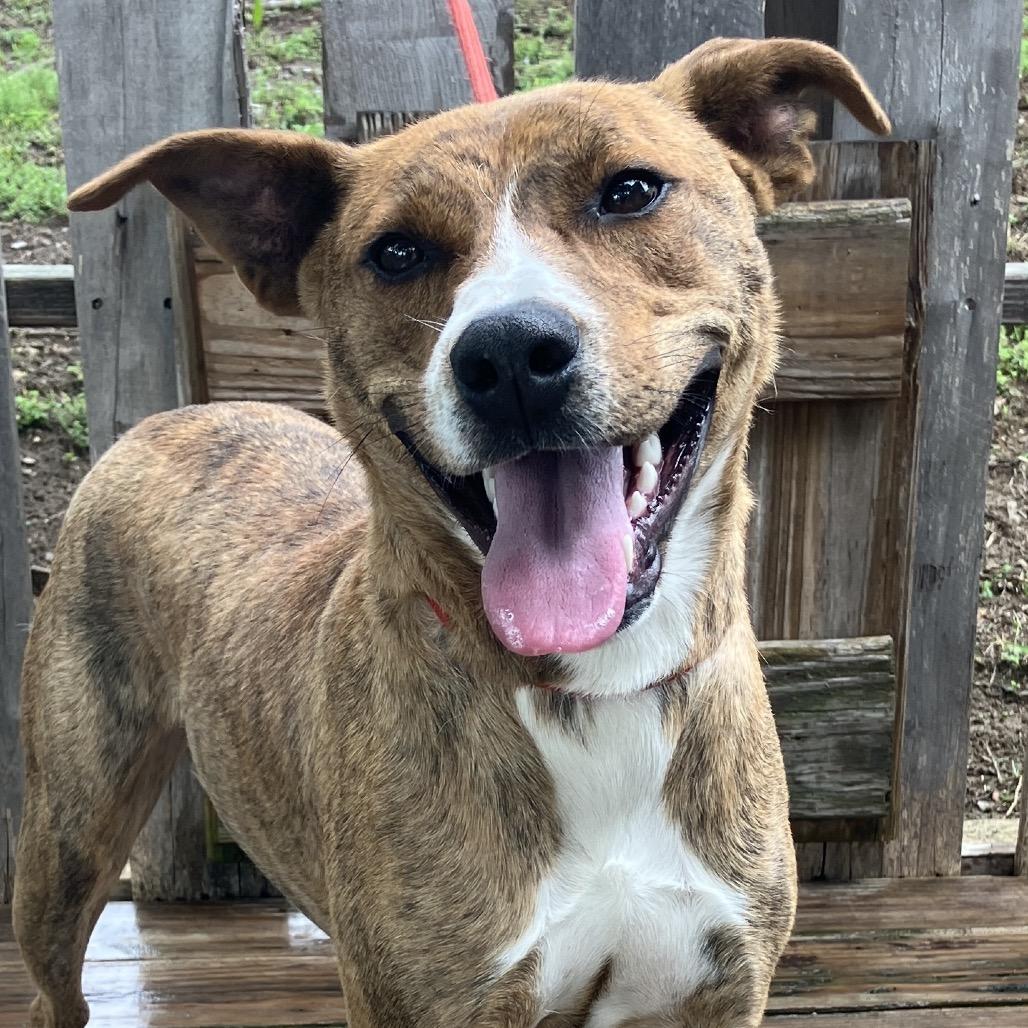 Pickle, Adoptable, Young Female Mixed Breed.