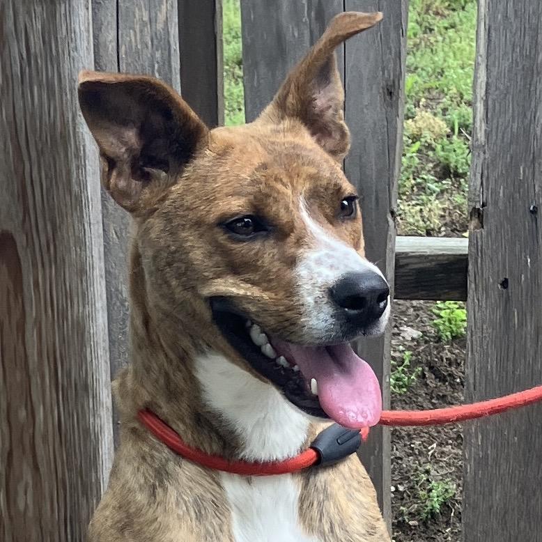 Pickle, a Adoptable Mixed Breed in Pulaski, TN image 3/6