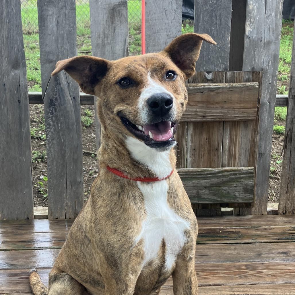 Pickle, a Adoptable Mixed Breed in Pulaski, TN image 4/6