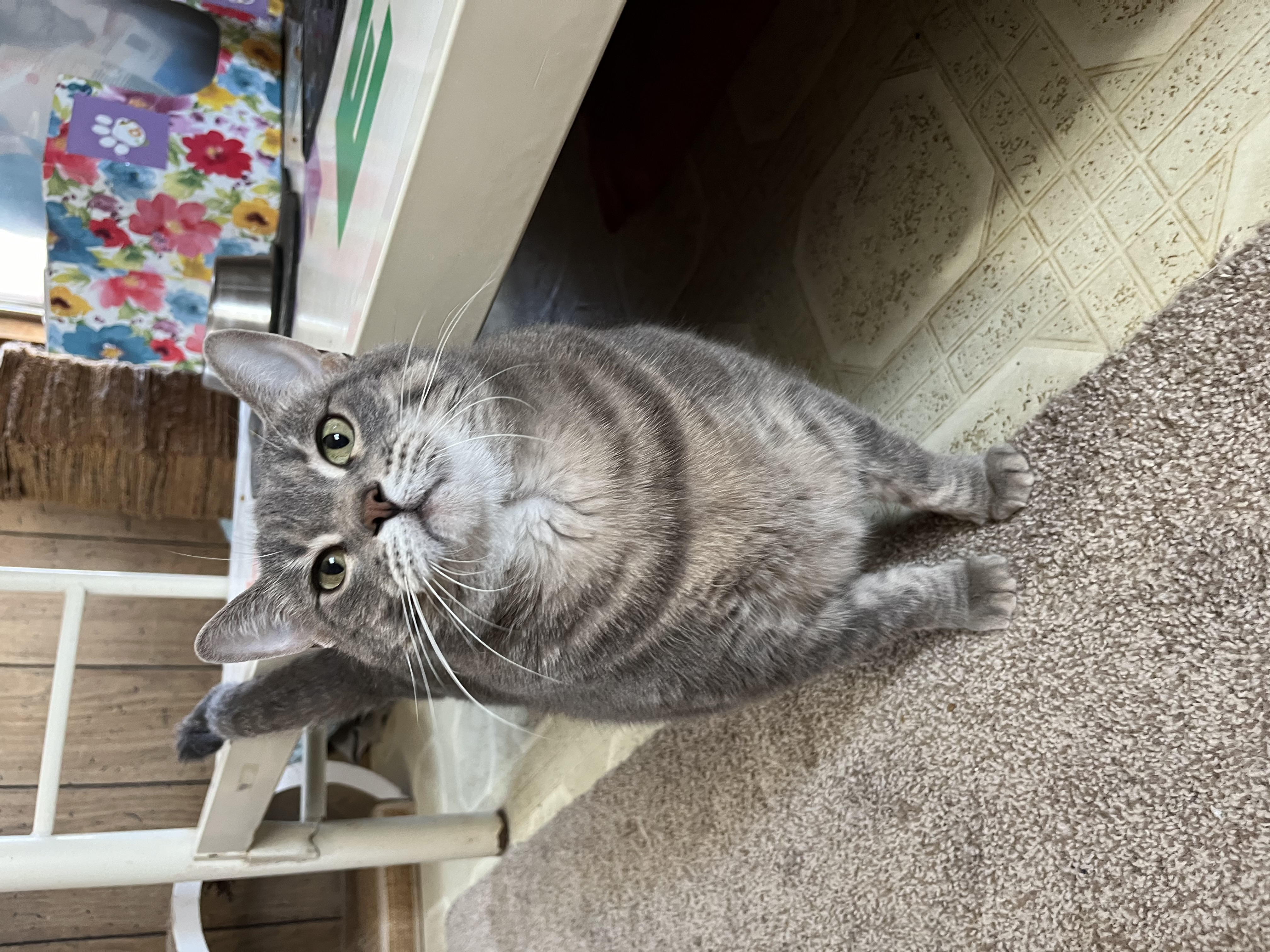 Boo, an adopted Domestic Medium Hair in Lubbock, TX_image-1