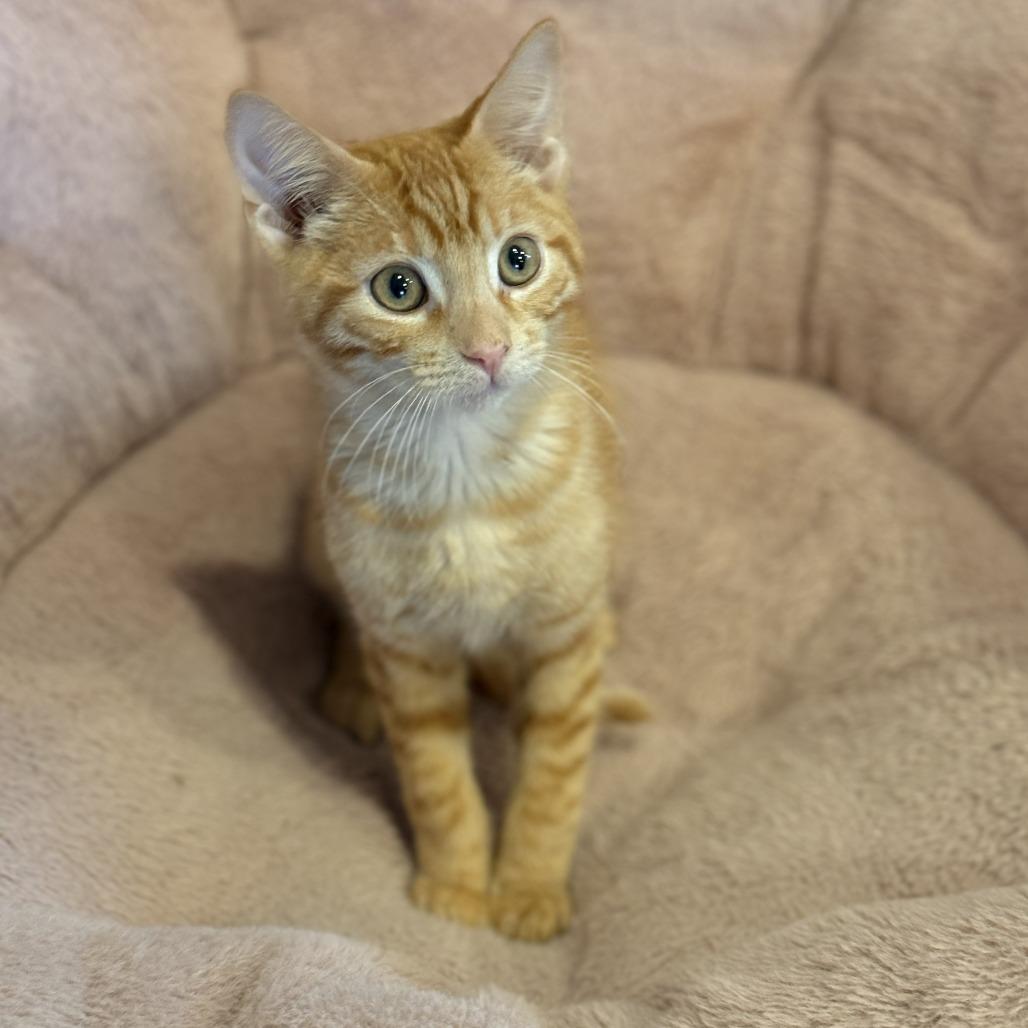 Cheeto, Adoptable, Kitten Male Domestic Short Hair.