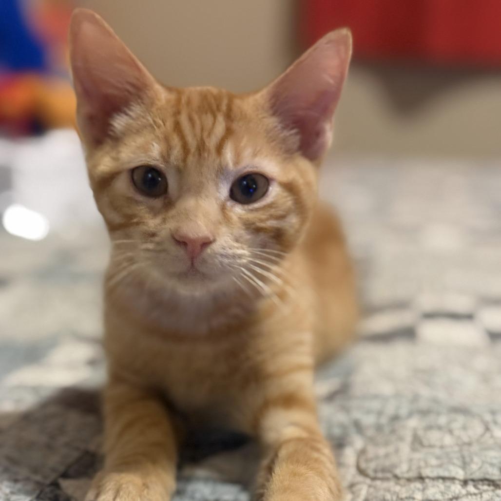 Cheeto, a Adoptable Domestic Short Hair in Santa Rosa, CA image 2/2