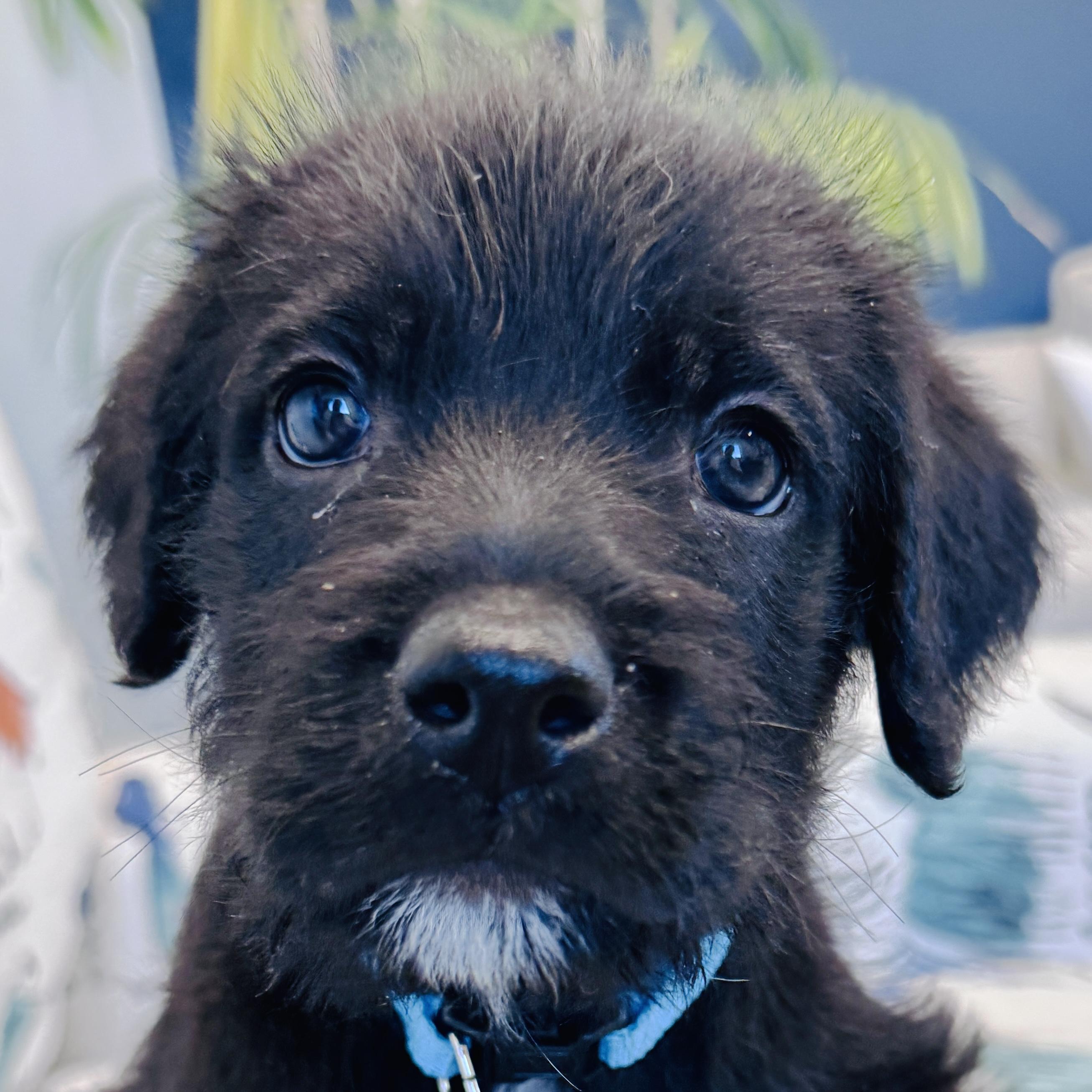 Natalie Woofs, Adopted, Puppy Female Terrier & Poodle.