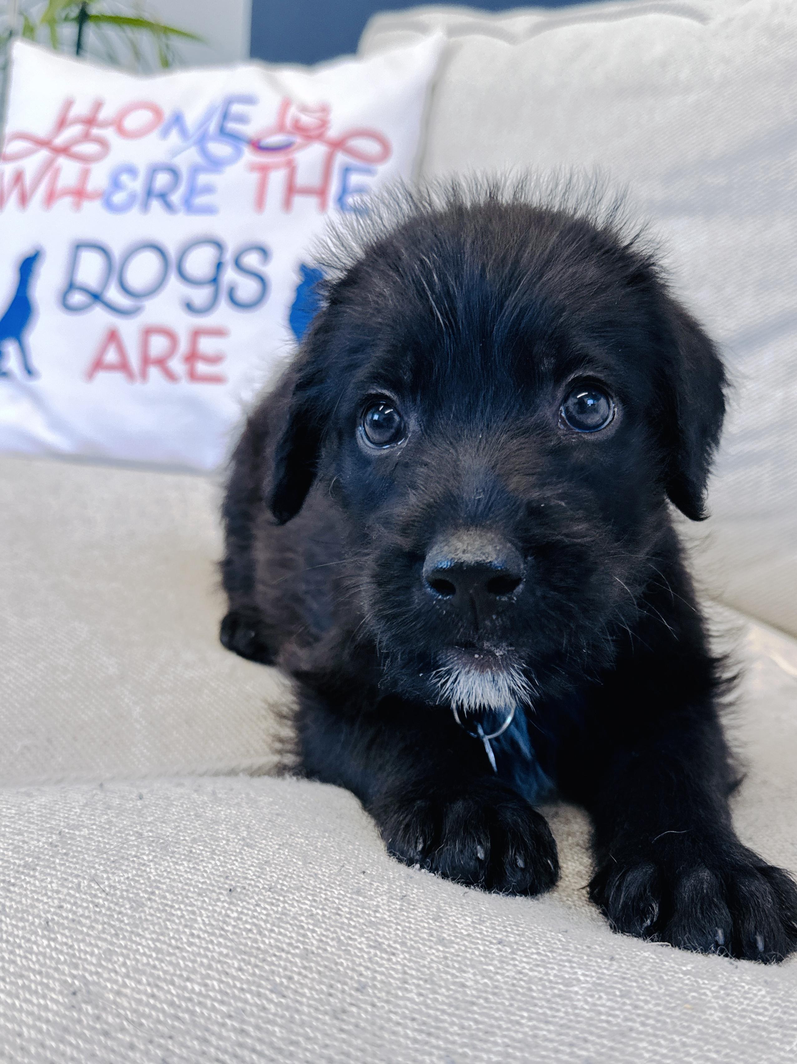 Enlarge Natalie Woofs, a Adopted mixed breed in Palatine, IL image 6/6