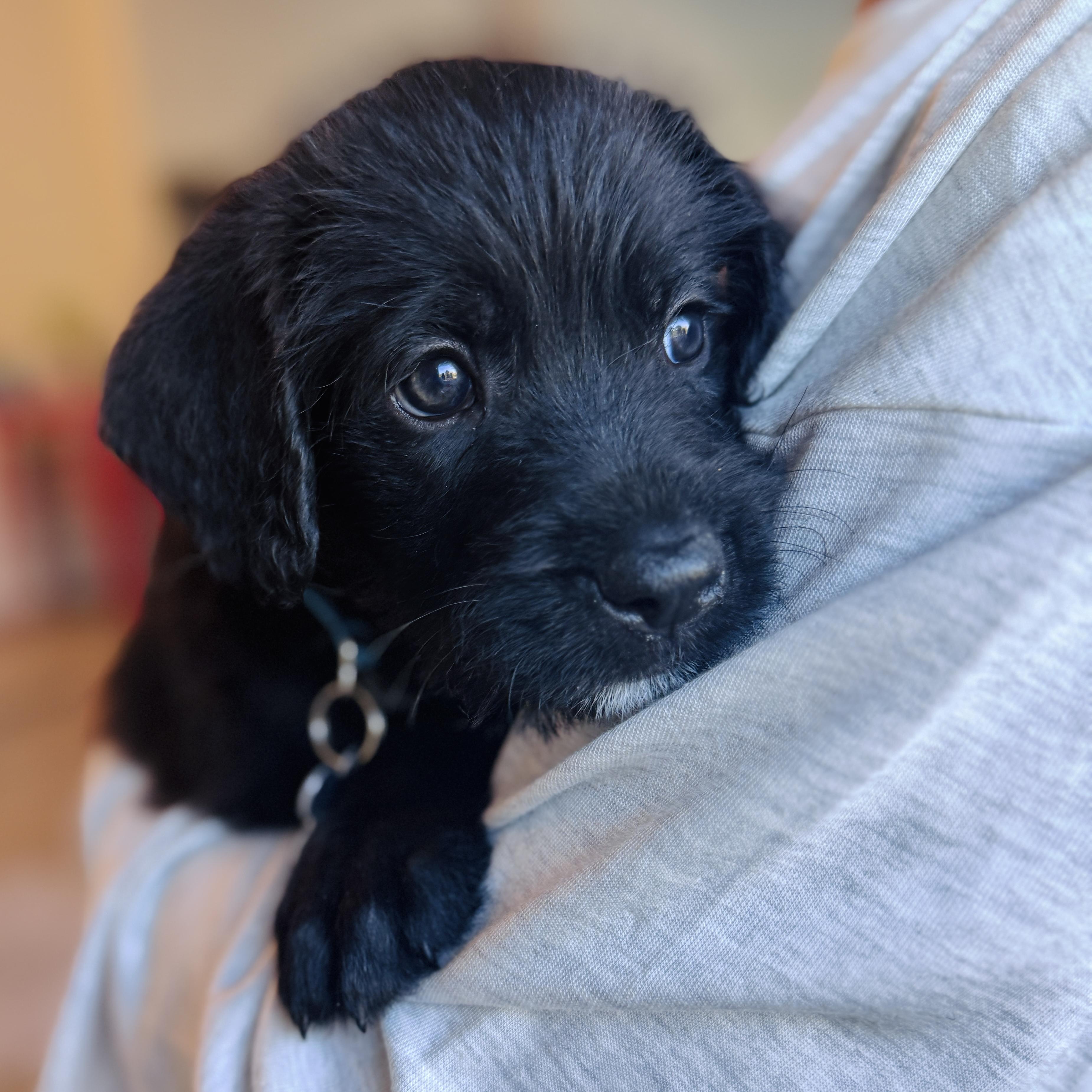 Enlarge Natalie Woofs, a Adopted mixed breed in Palatine, IL image 4/6