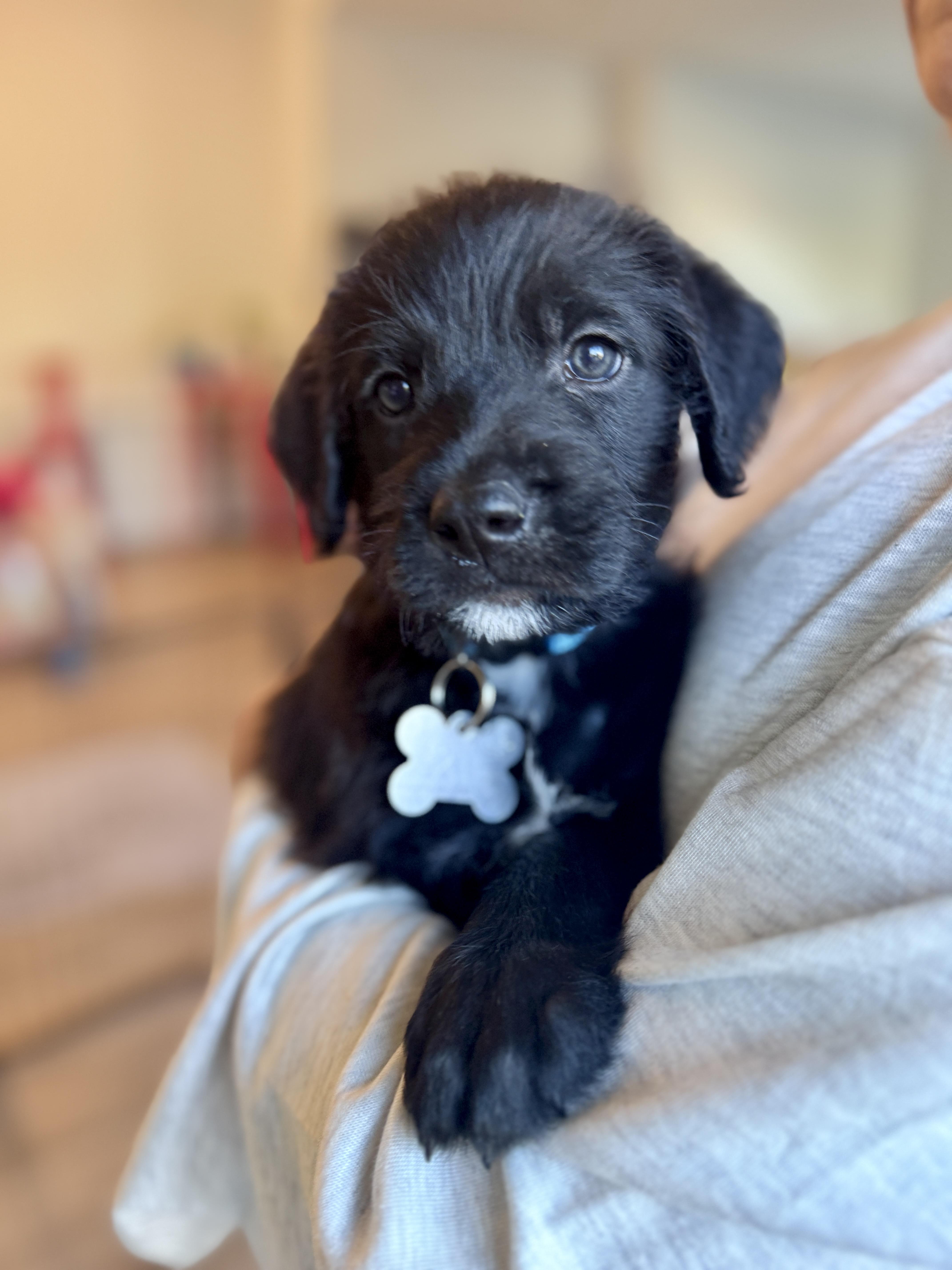 Enlarge Natalie Woofs, a Adopted mixed breed in Palatine, IL image 5/6