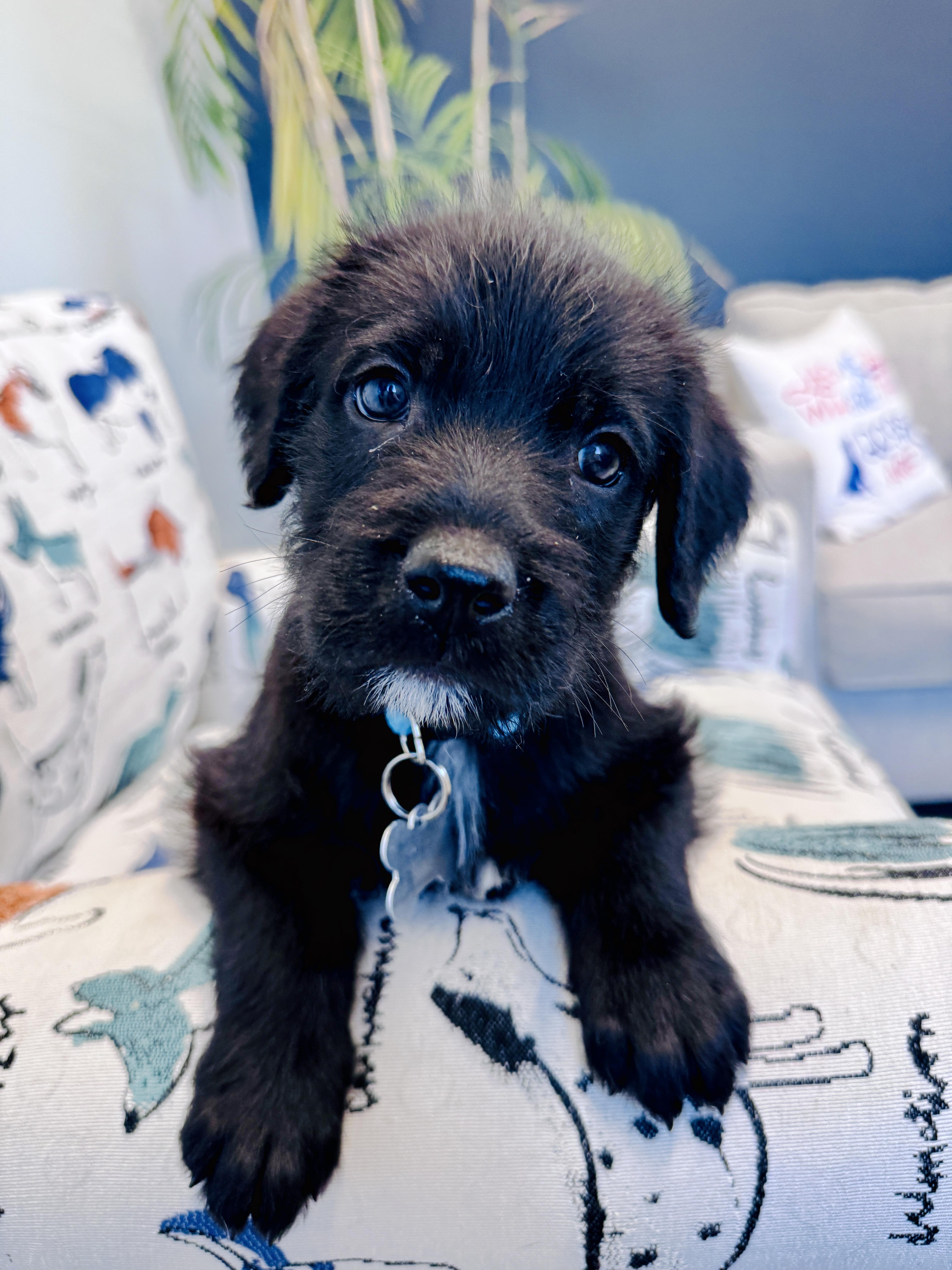 Enlarge Natalie Woofs, a Adopted mixed breed in Palatine, IL image 2/6