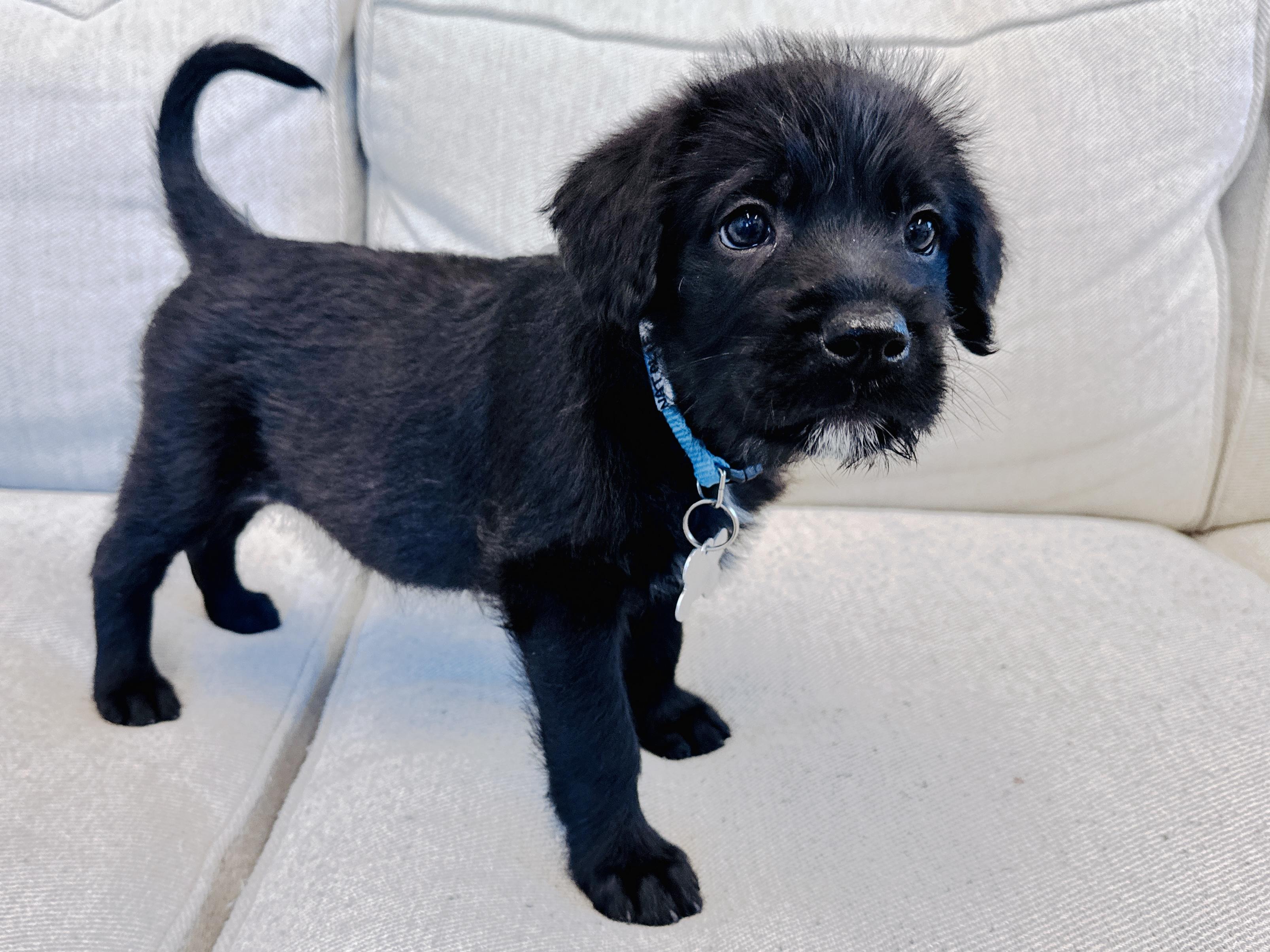 Enlarge Natalie Woofs, a Adopted mixed breed in Palatine, IL image 3/6