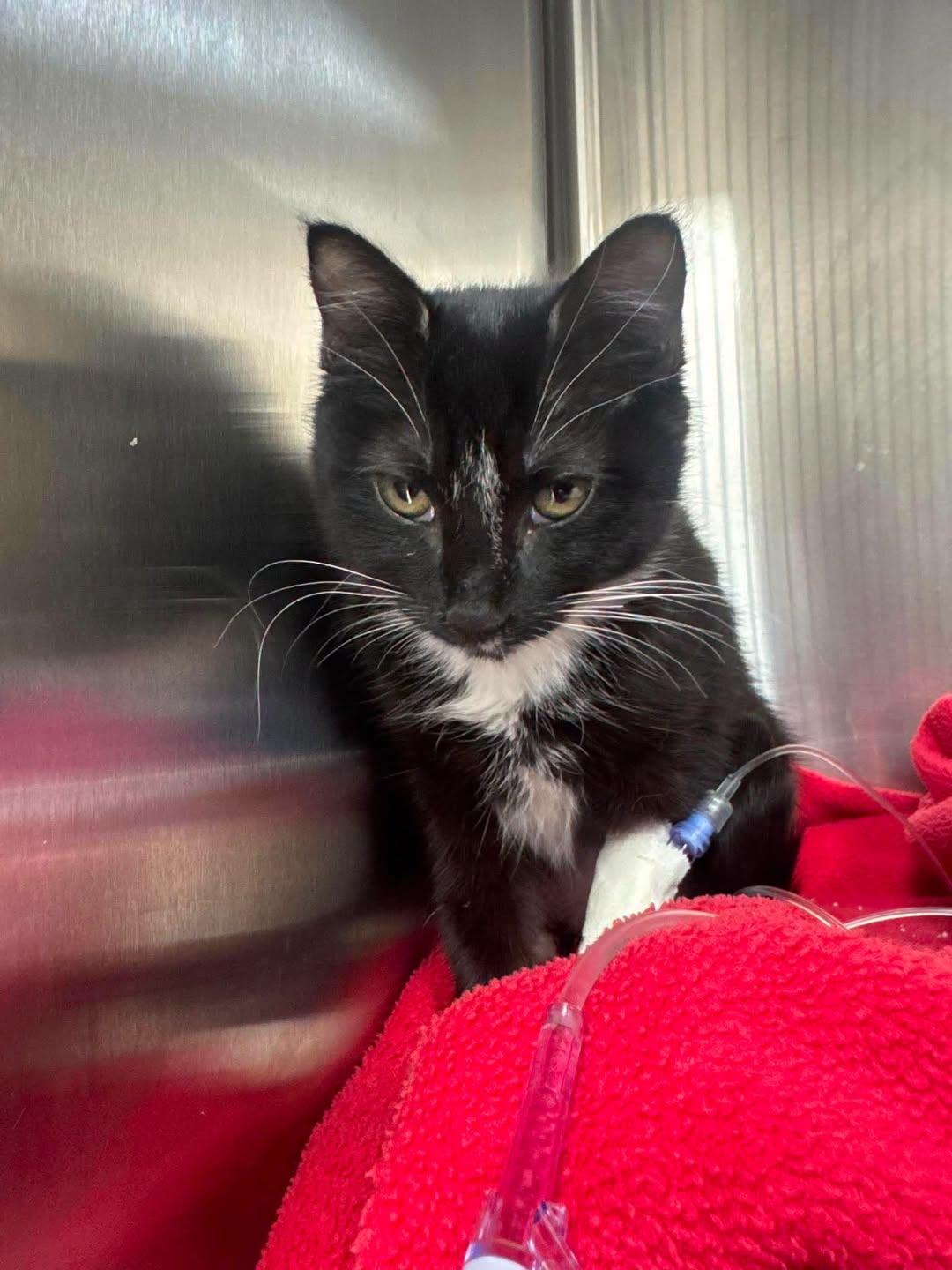 Dottie, Adoptable, Kitten Female Domestic Short Hair.