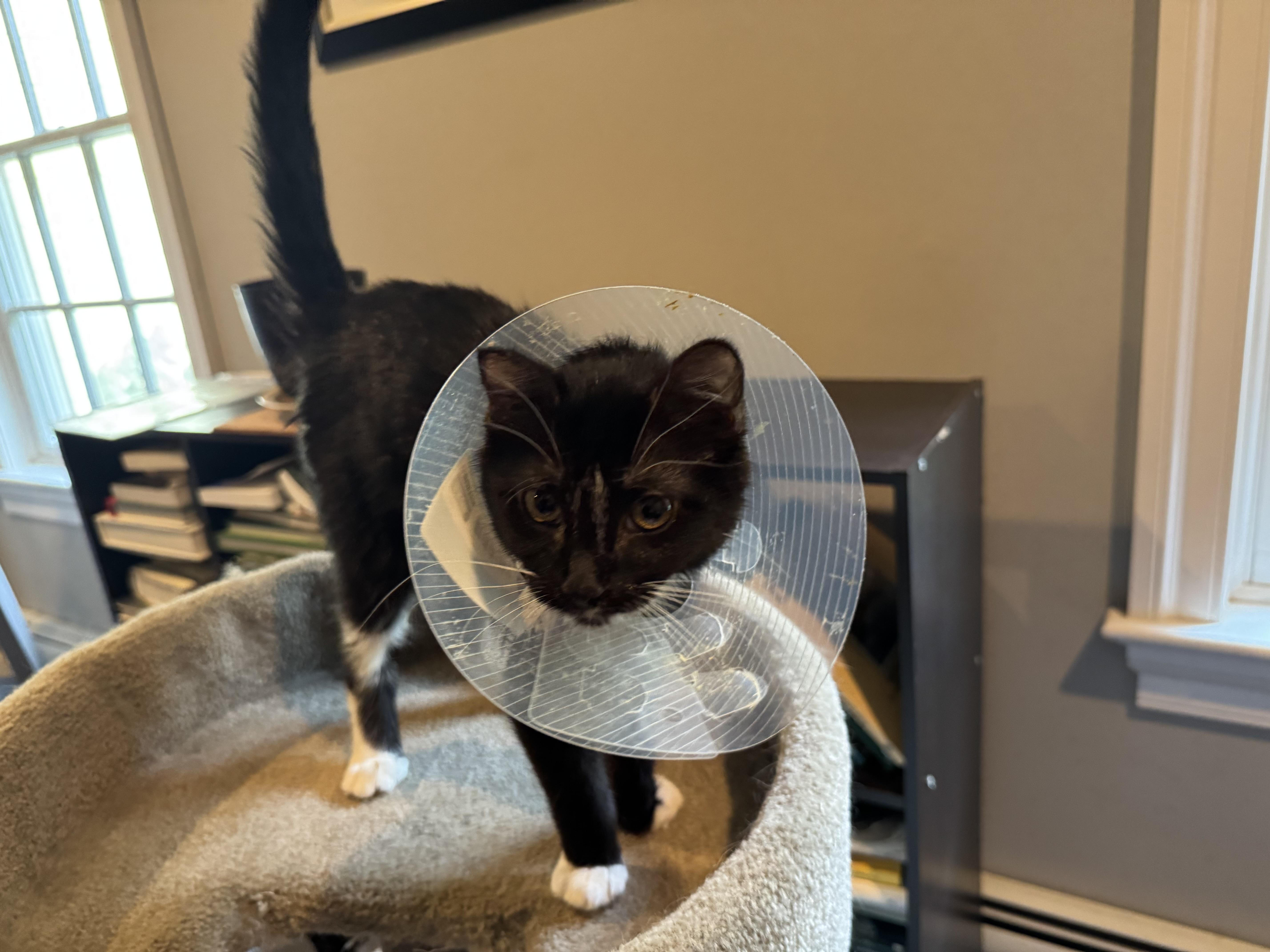 Enlarge Dottie, a Adoptable Domestic Short Hair in North Haledon, NJ image 2/4