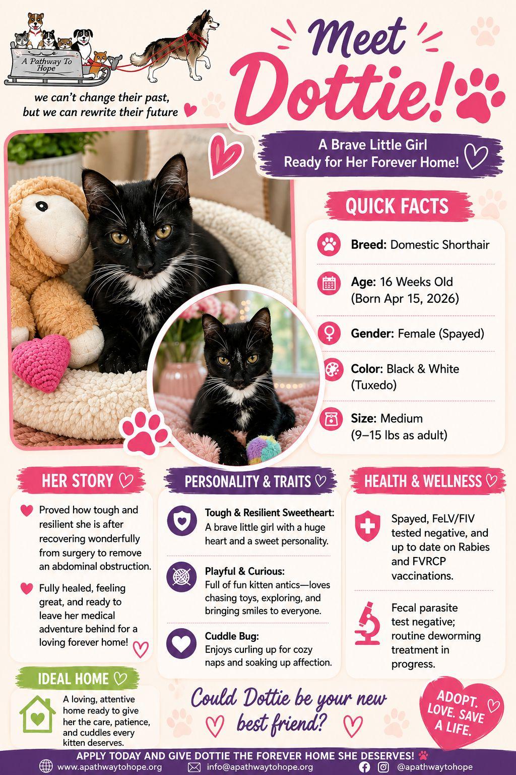 Enlarge Dottie, a Adoptable Domestic Short Hair in North Haledon, NJ image 3/4