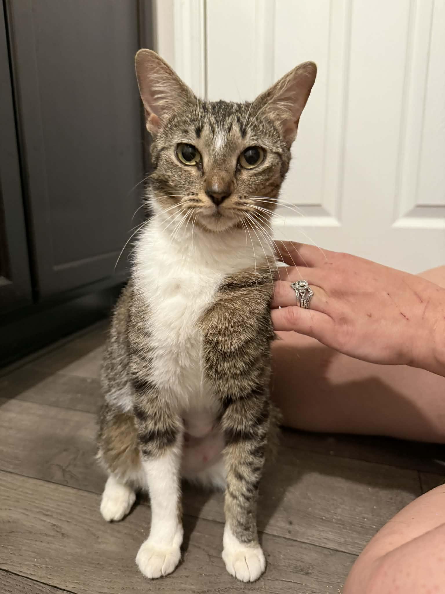 Penelope, ADOPTABLE, Young Female Domestic Short Hair.